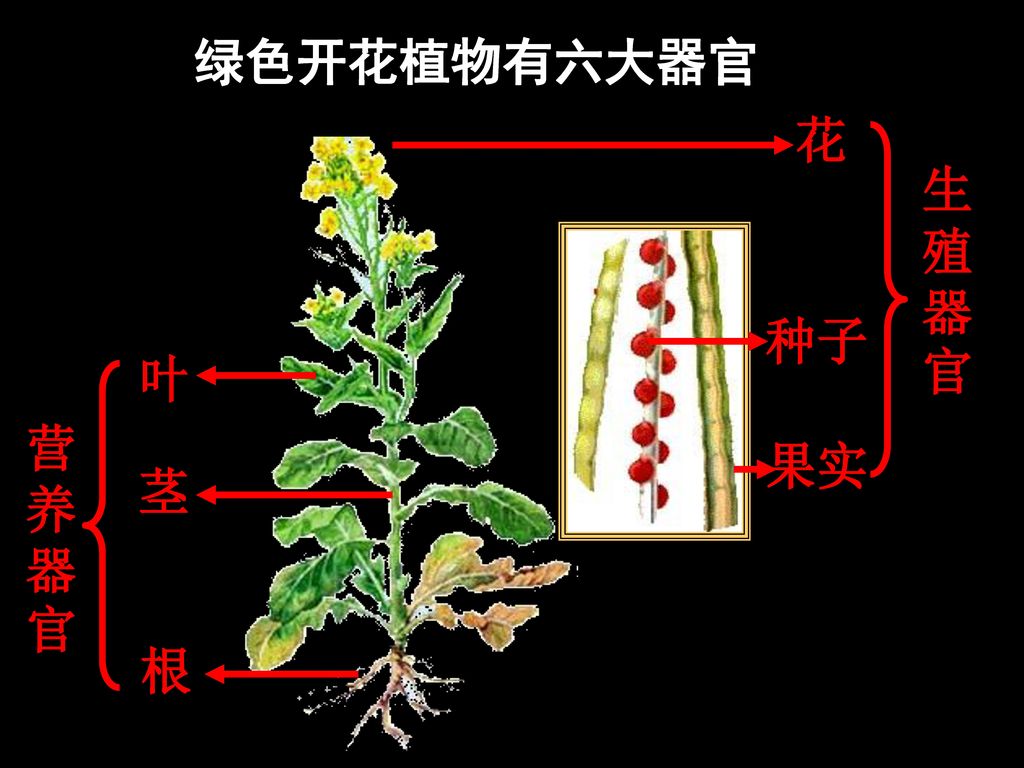 绿色开花植物有六大器官 花 生殖器官 种子 叶 营养器官 果实 茎 根