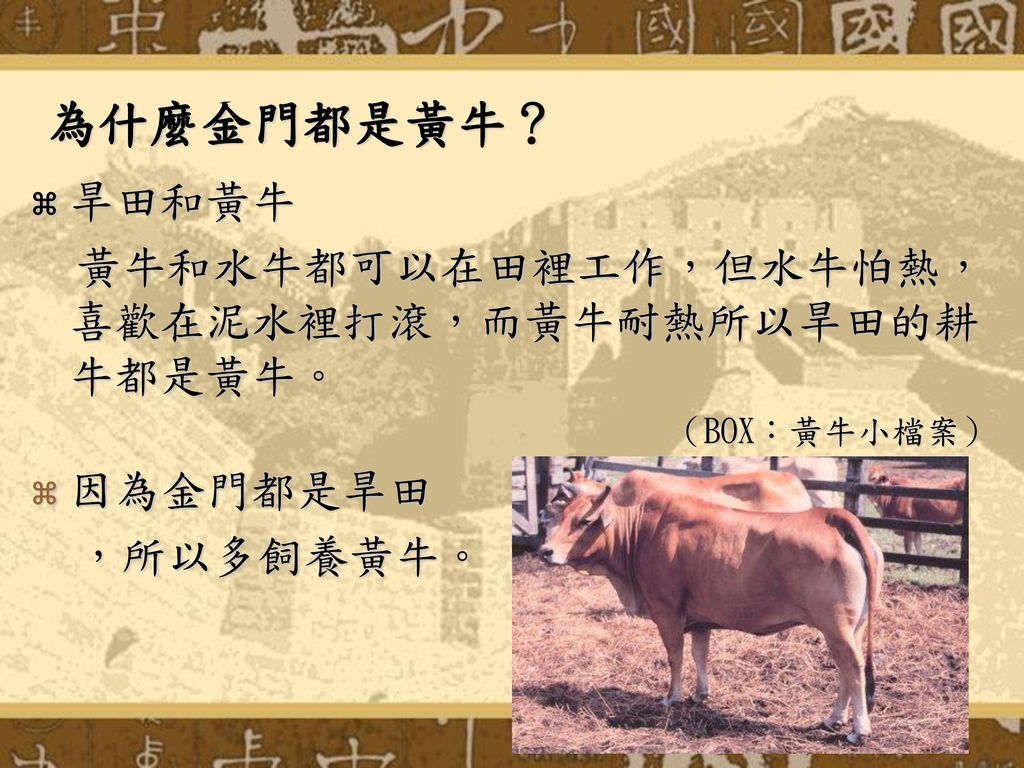 為什麼金門都是黃牛？ 旱田和黃牛 黃牛和水牛都可以在田裡工作，但水牛怕熱，喜歡在泥水裡打滾，而黃牛耐熱所以旱田的耕牛都是黃牛。