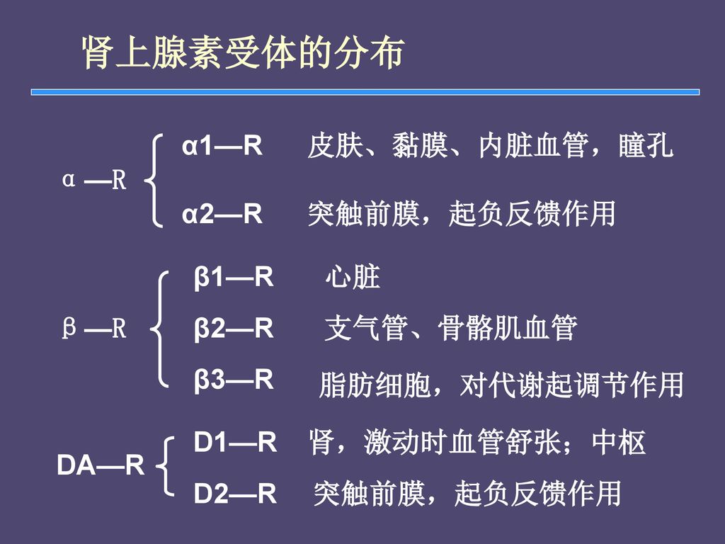 肾上腺素受体的分布 α1—R 皮肤、黏膜、内脏血管，瞳孔 α—R α2—R 突触前膜，起负反馈作用 β1—R 心脏 β—R β2—R