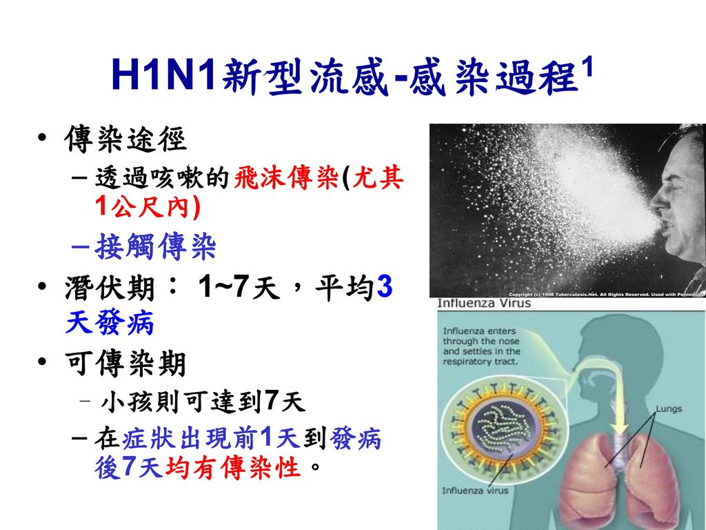 H1N1新型流感-感染過程1 傳染途徑 接觸傳染 潛伏期： 1~7天，平均3天發病 可傳染期 透過咳嗽的飛沫傳染(尤其1公尺內)