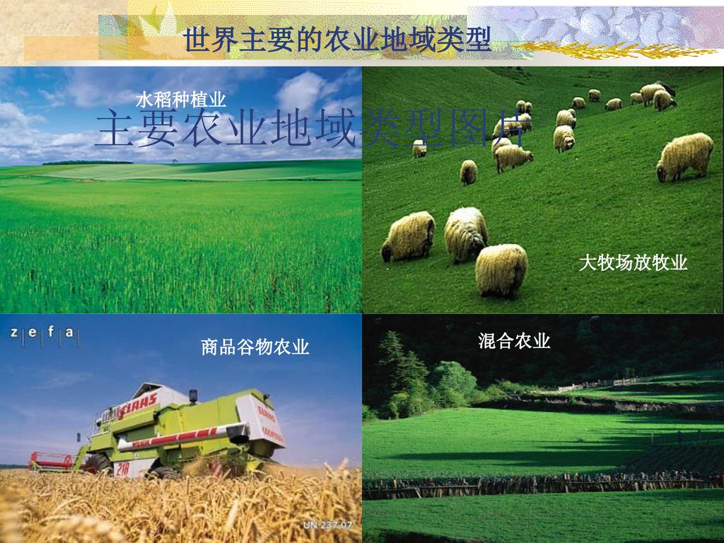 世界主要的农业地域类型 水稻种植业 主要农业地域类型图片 大牧场放牧业 商品谷物农业 混合农业