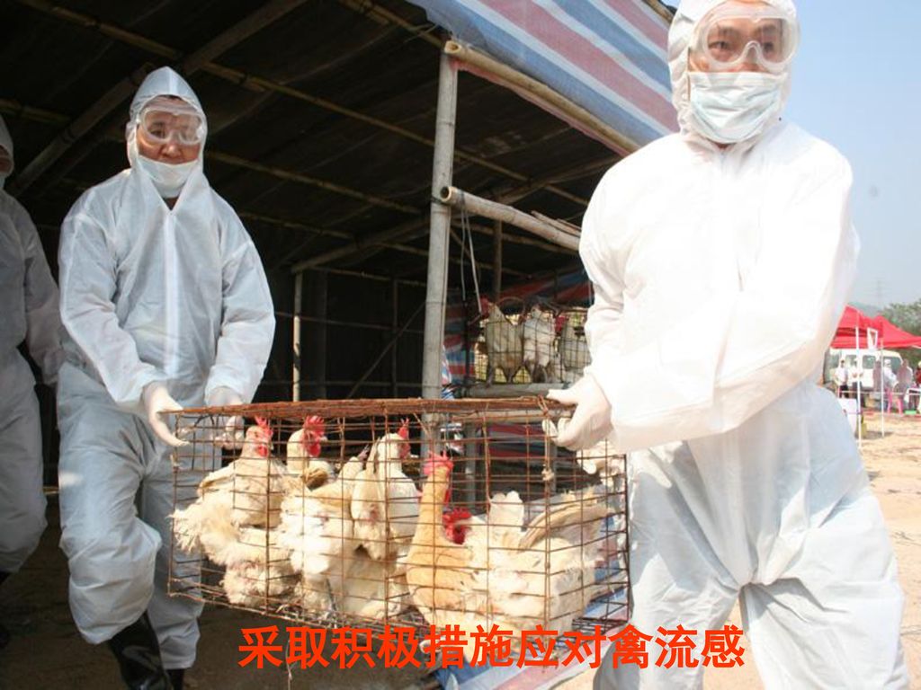 采取积极措施应对禽流感