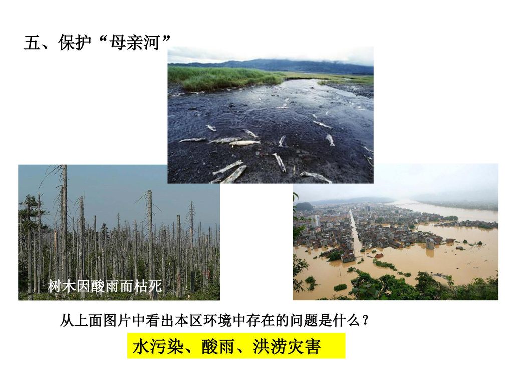 五、保护 母亲河 树木因酸雨而枯死 从上面图片中看出本区环境中存在的问题是什么？ 水污染、酸雨、洪涝灾害