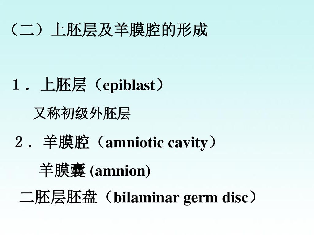 ２．羊膜腔（amniotic cavity） 羊膜囊 (amnion)