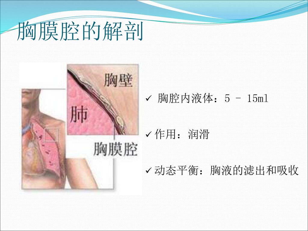 胸膜腔的解剖 胸腔内液体：5 - 15ml 作用：润滑 动态平衡：胸液的滤出和吸收