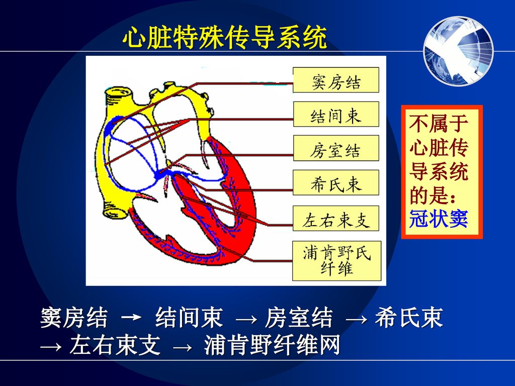 心脏特殊传导系统 不属于心脏传导系统的是：冠状窦 窦房结 → 结间束 → 房室结 → 希氏束 → 左右束支 → 浦肯野纤维网