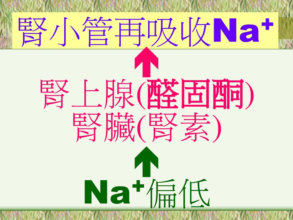 腎小管再吸收Na+  腎上腺(醛固酮) 腎臟(腎素) Na+偏低