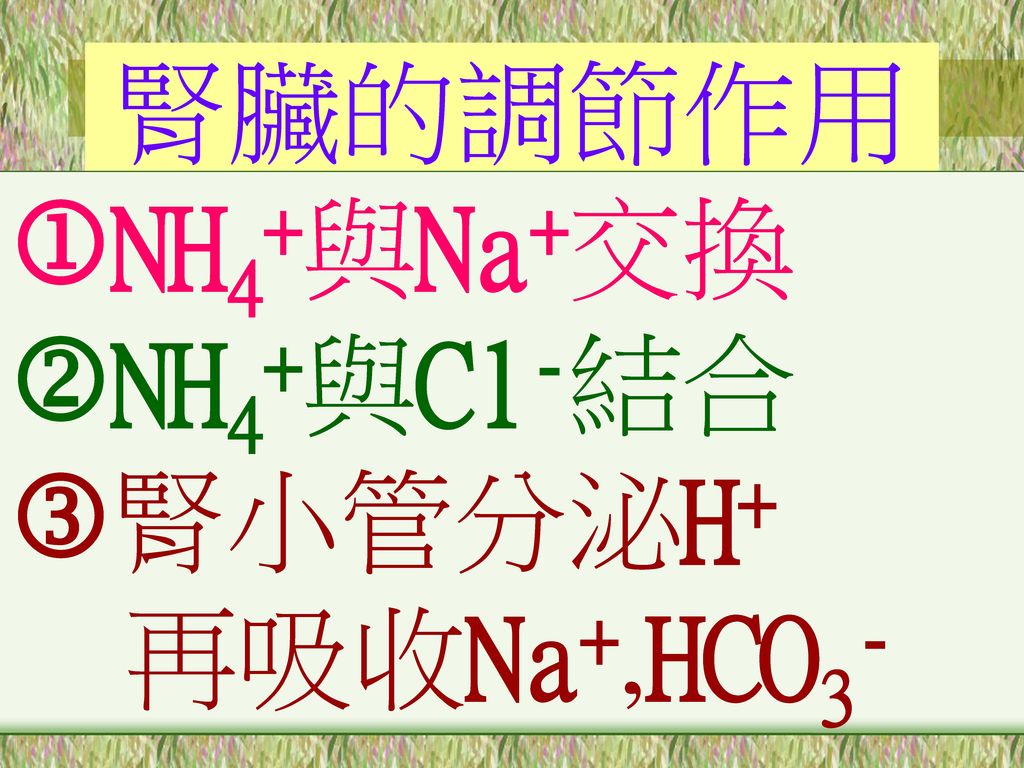腎臟的調節作用 NH4+與Na+交換 NH4+與Cl-結合 腎小管分泌H+ 再吸收Na+,HCO3-