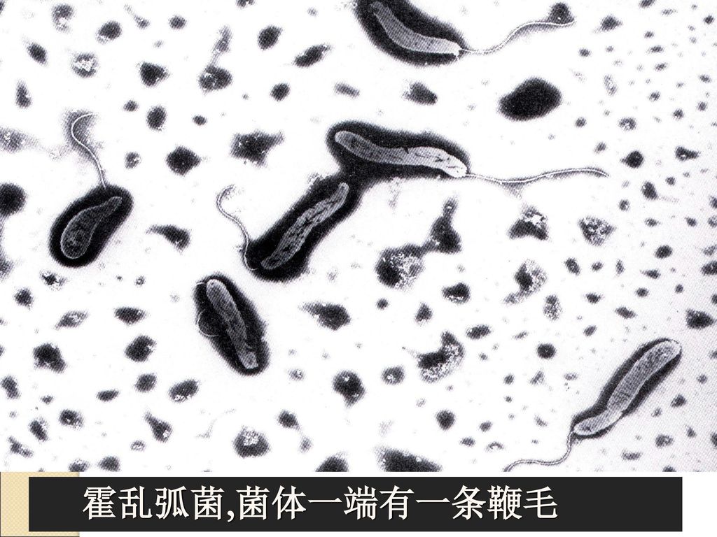 霍乱弧菌,菌体一端有一条鞭毛