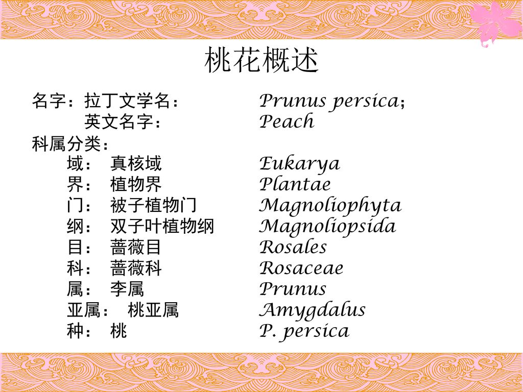 桃花概述 名字：拉丁文学名： Prunus persica； 英文名字： Peach 科属分类： 域： 真核域 Eukarya