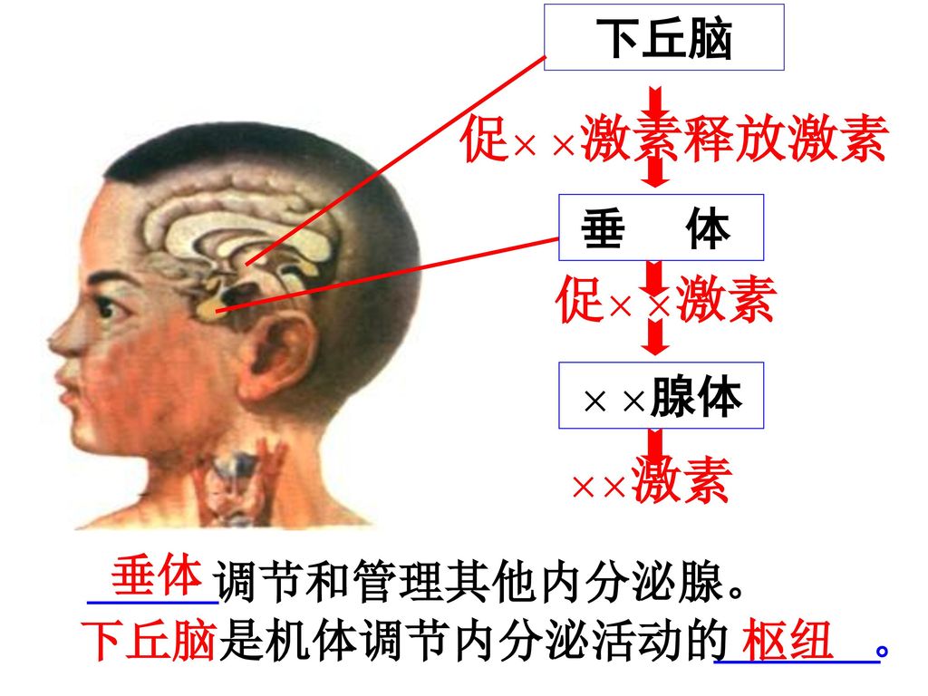 促× ×激素释放激素 促× ×激素 下丘脑 垂 体 × ×腺体 垂体 调节和管理其他内分泌腺。 下丘脑是机体调节内分泌活动的 。 枢纽