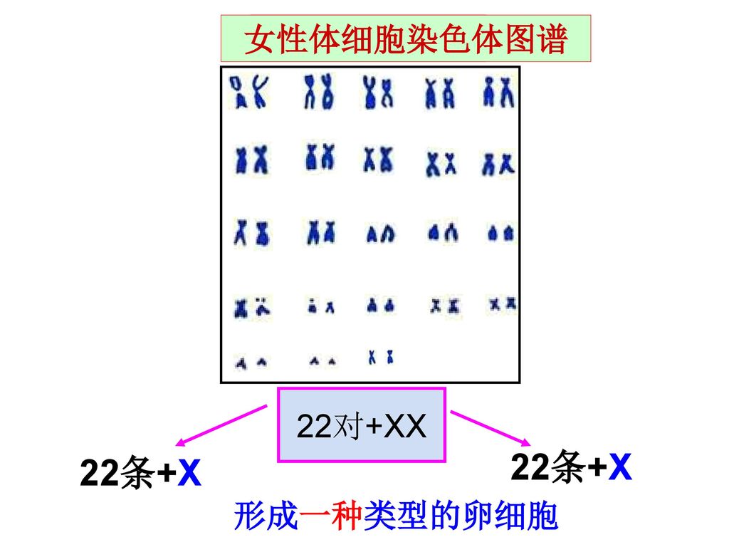 女性体细胞染色体图谱 卵细胞的类型 22对+XX 22条+X 22条+X 形成一种类型的卵细胞