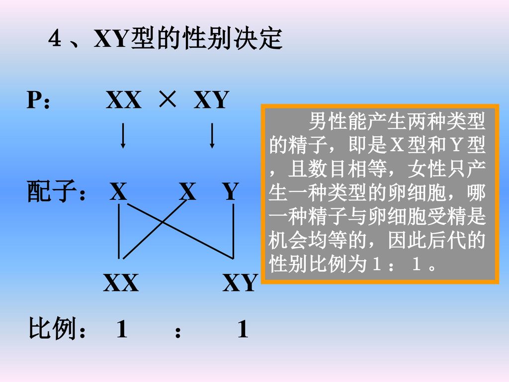 ４、XY型的性别决定 P： XX × XY 配子： X X Y XX XY 比例： 1 ： 1 男性能产生两种类型 的精子，即是Ｘ型和Ｙ型