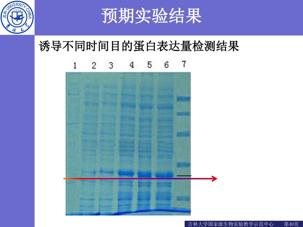 预期实验结果 诱导不同时间目的蛋白表达量检测结果