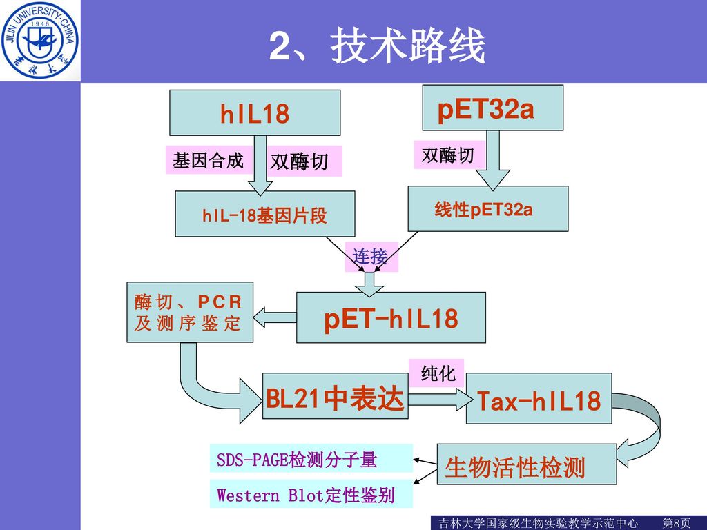 2、技术路线 pET32a hIL18 pET-hIL18 BL21中表达 Tax-hIL18 生物活性检测 双酶切 基因合成