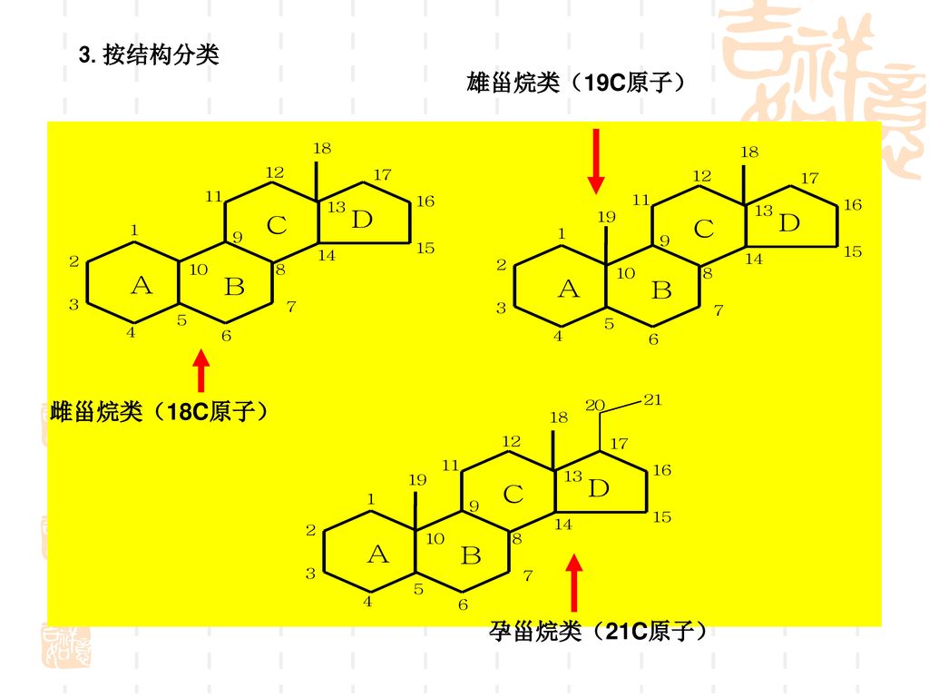 3.按结构分类 雄甾烷类（19C原子） 雌甾烷类（18C原子） 孕甾烷类（21C原子）