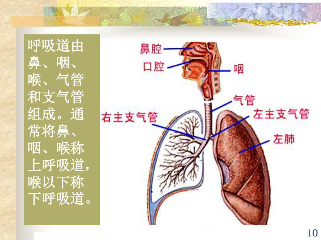 呼吸道由鼻、咽、喉、气管和支气管组成。通常将鼻、咽、喉称上呼吸道，喉以下称下呼吸道。