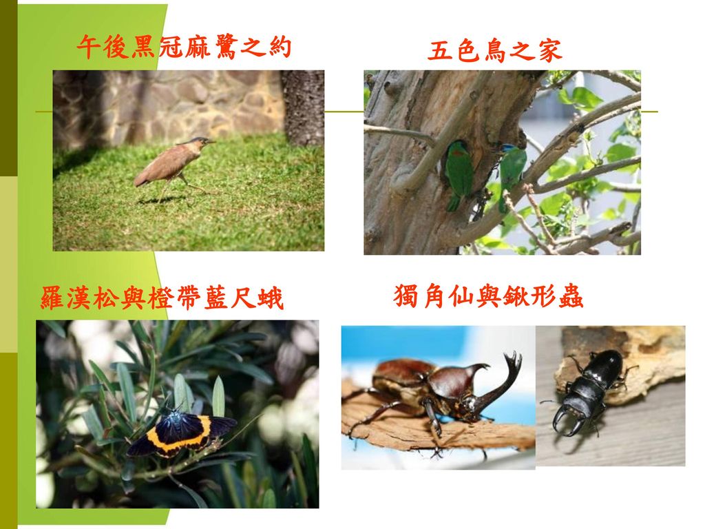 午後黑冠麻鷺之約 五色鳥之家 羅漢松與橙帶藍尺蛾 獨角仙與鍬形蟲