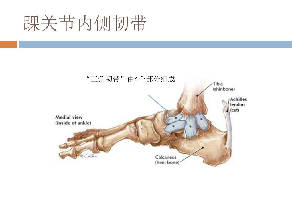 踝关节内侧韧带 三角韧带 由4个部分组成