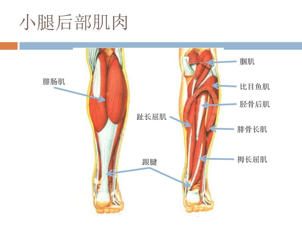 小腿后部肌肉 腘肌 腓肠肌 比目鱼肌 胫骨后肌 趾长屈肌 腓骨长肌 拇长屈肌 跟腱