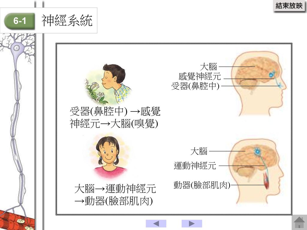神經系統 受器(鼻腔中) →感覺神經元→大腦(嗅覺) 大腦→運動神經元→動器(臉部肌肉) 6-1 大腦 感覺神經元 受器(鼻腔中) 大腦