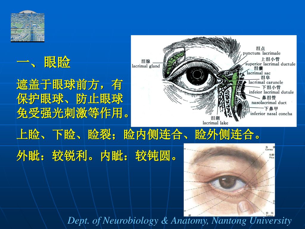 一、眼睑 遮盖于眼球前方，有 保护眼球、防止眼球 免受强光刺激等作用。 上睑、下睑、睑裂；睑内侧连合、睑外侧连合。
