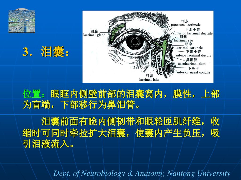 3．泪囊： 位置：眼眶内侧壁前部的泪囊窝内，膜性，上部为盲端，下部移行为鼻泪管。