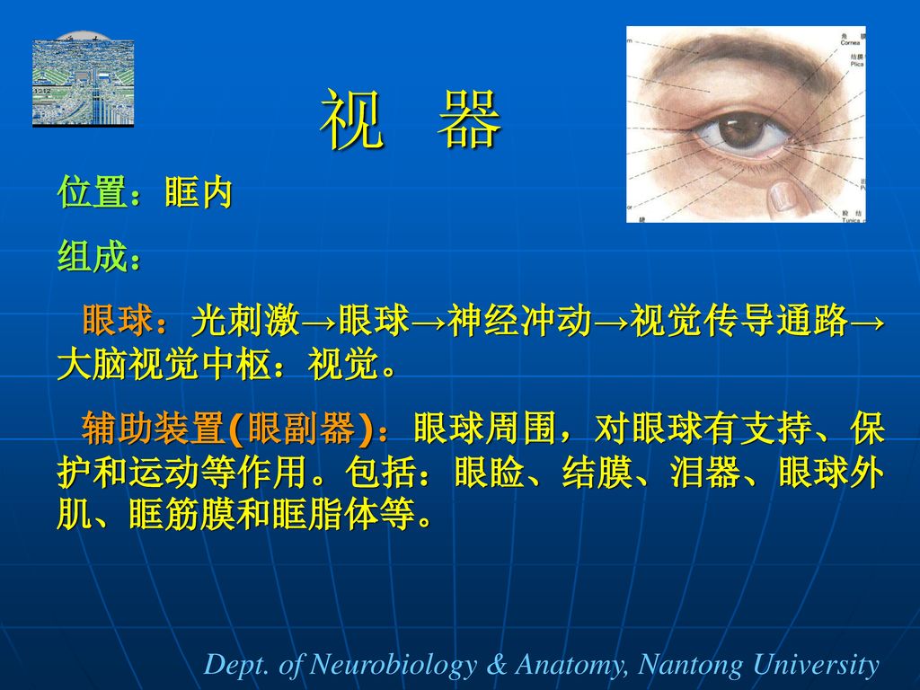 视 器 位置：眶内 组成： 眼球：光刺激→眼球→神经冲动→视觉传导通路→大脑视觉中枢：视觉。