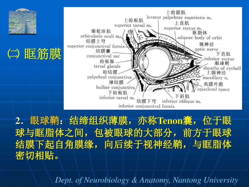 ㈡ 眶筋膜 2．眼球鞘：结缔组织薄膜，亦称Tenon囊，位于眼球与眶脂体之间，包被眼球的大部分，前方于眼球结膜下起自角膜缘，向后续于视神经鞘，与眶脂体密切相贴。