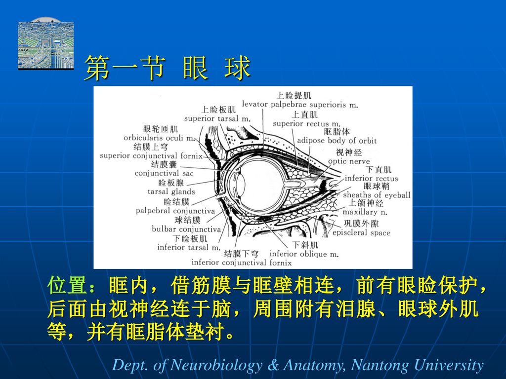 第一节 眼 球 位置：眶内，借筋膜与眶壁相连，前有眼睑保护，后面由视神经连于脑，周围附有泪腺、眼球外肌等，并有眶脂体垫衬。