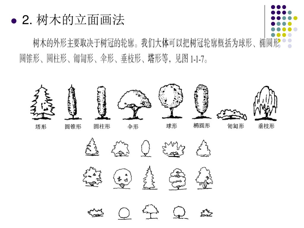 2. 树木的立面画法