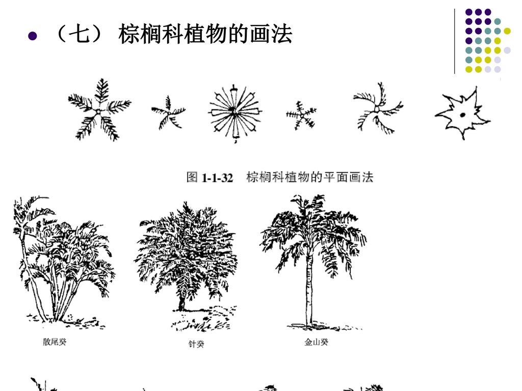 （七） 棕榈科植物的画法