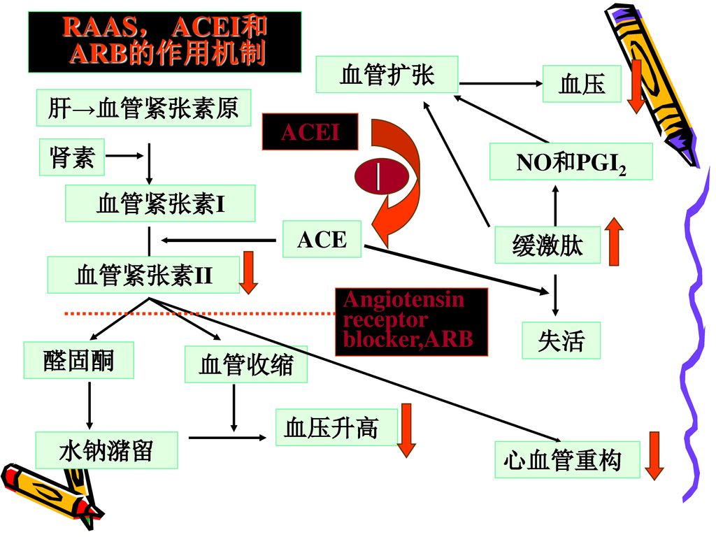 肾素 RAAS， ACEI和 ARB的作用机制 血管扩张 血压 肝→血管紧张素原 ACEI 肾素 NO和PGI2  血管紧张素I ACE