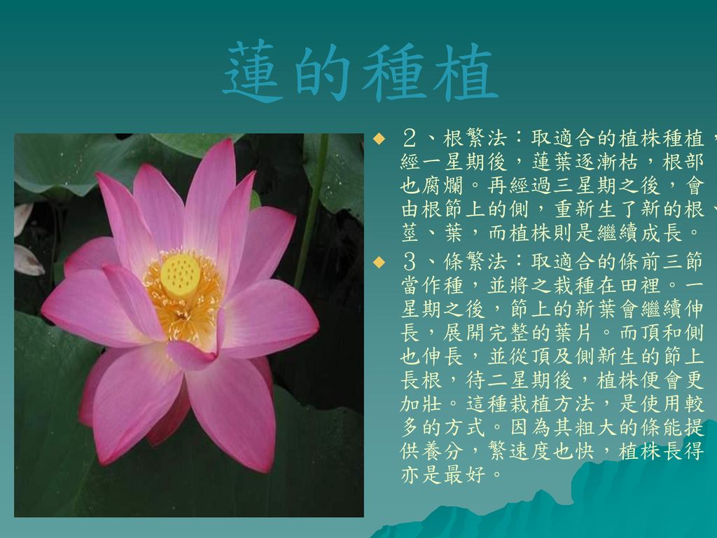 蓮花 Ppt Download