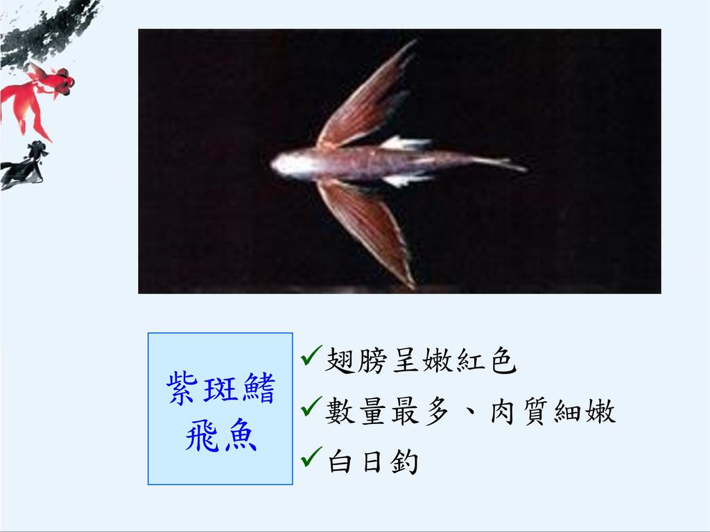 圖片來源：  紫斑鰭飛魚 翅膀呈嫩紅色 數量最多、肉質細嫩 白日釣