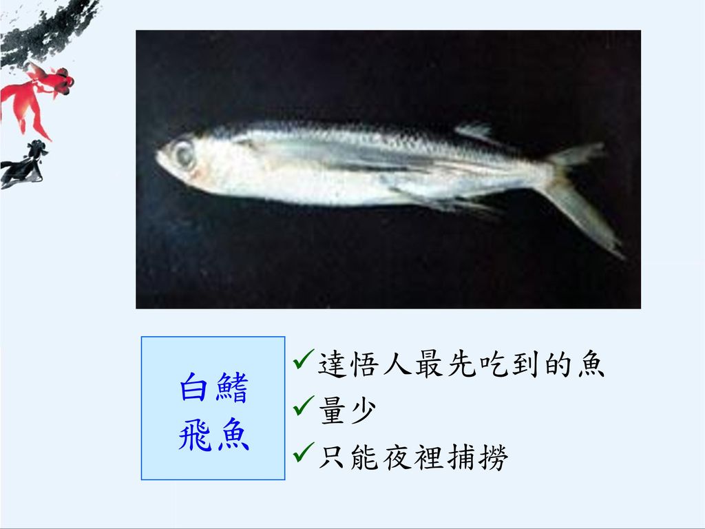 圖片來源：  白鰭 飛魚 達悟人最先吃到的魚 量少 只能夜裡捕撈