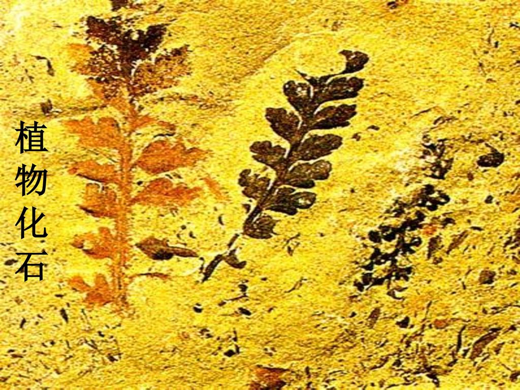 植 物 化 石