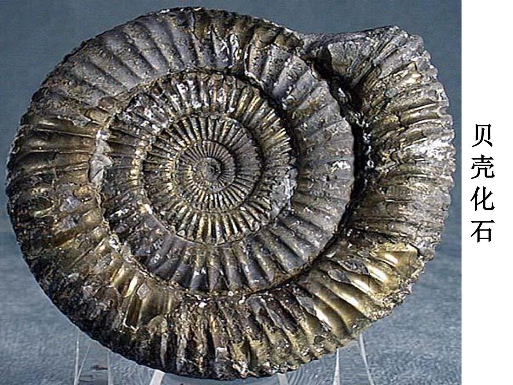 贝 壳 化 石