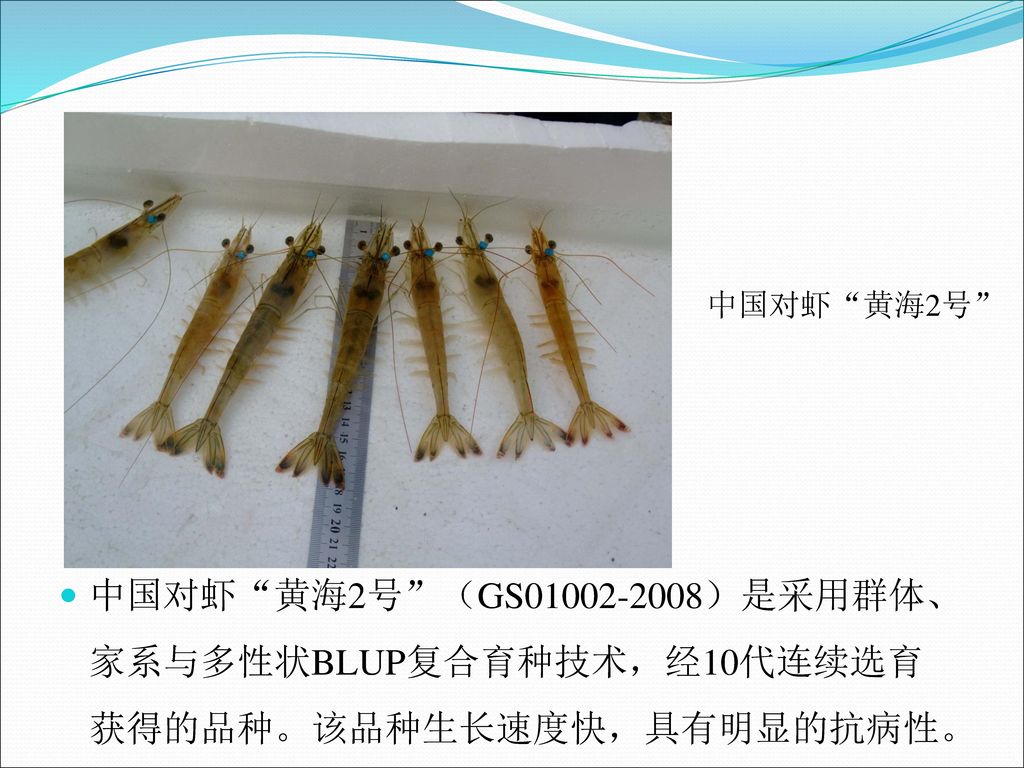 中国对虾 黄海2号 中国对虾 黄海2号 （GS ）是采用群体、家系与多性状BLUP复合育种技术，经10代连续选育获得的品种。该品种生长速度快，具有明显的抗病性。