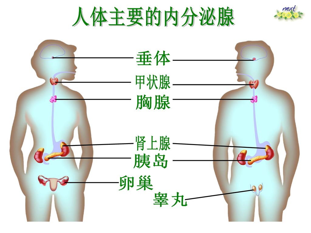人体主要的内分泌腺 垂体 甲状腺 胸腺 肾上腺 胰岛 卵巢 睾丸
