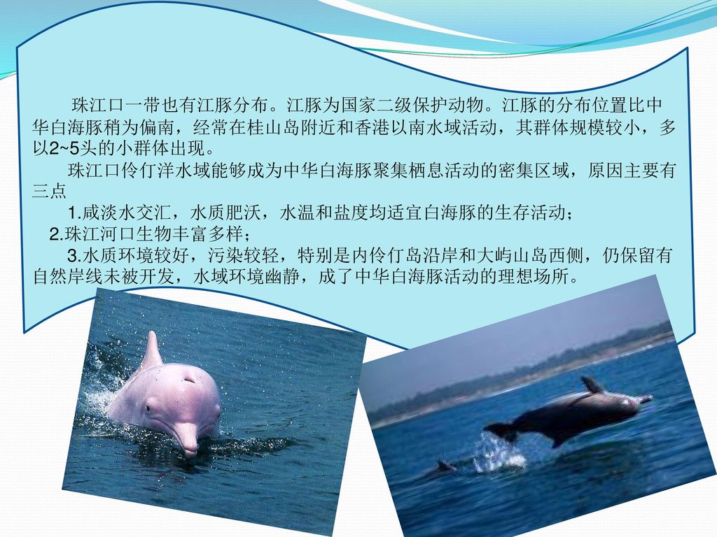 珠江口一带也有江豚分布。江豚为国家二级保护动物。江豚的分布位置比中华白海豚稍为偏南，经常在桂山岛附近和香港以南水域活动，其群体规模较小，多以2~5头的小群体出现。 珠江口伶仃洋水域能够成为中华白海豚聚集栖息活动的密集区域，原因主要有三点 1.咸淡水交汇，水质肥沃，水温和盐度均适宜白海豚的生存活动；