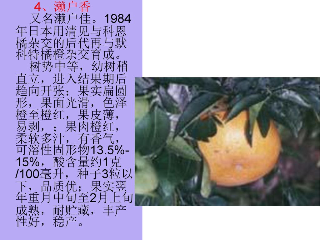 4、濑户香 又名濑户佳。1984年日本用清见与科恩橘杂交的后代再与默科特橘橙杂交育成。 树势中等，幼树稍直立，进入结果期后趋向开张；果实扁圆形，果面光滑，色泽橙至橙红，果皮薄，易剥，；果肉橙红，柔软多汁，有香气，可溶性固形物13.5%-15%，酸含量约1克/100毫升，种子3粒以下，品质优；果实翌年重月中旬至2月上旬成熟，耐贮藏，丰产性好，稳产。