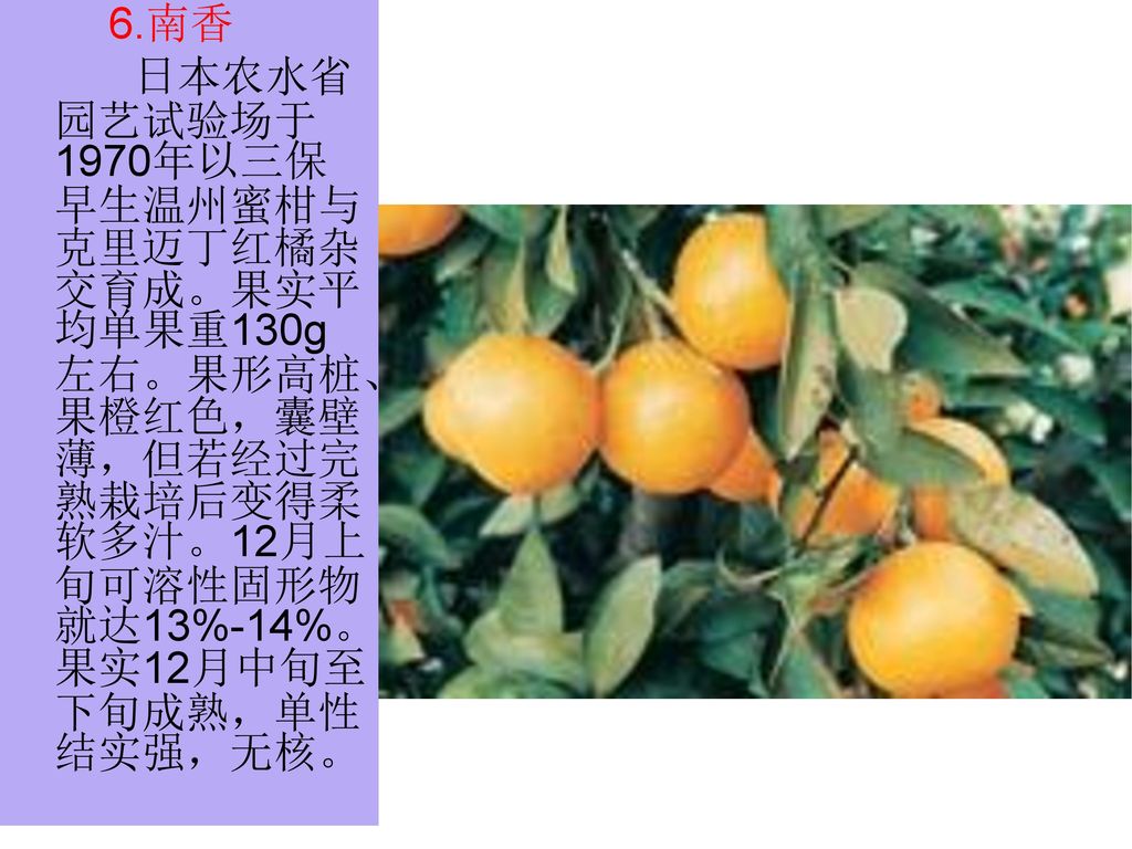 6.南香 日本农水省园艺试验场于1970年以三保早生温州蜜柑与克里迈丁红橘杂交育成。果实平均单果重130g左右。果形高桩、果橙红色，囊壁薄，但若经过完熟栽培后变得柔软多汁。12月上旬可溶性固形物就达13%-14%。果实12月中旬至下旬成熟，单性结实强，无核。