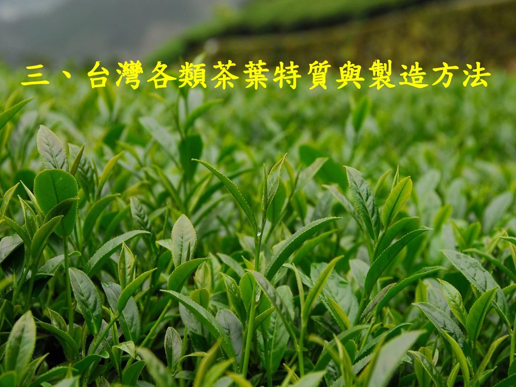 三、台灣各類茶葉特質與製造方法