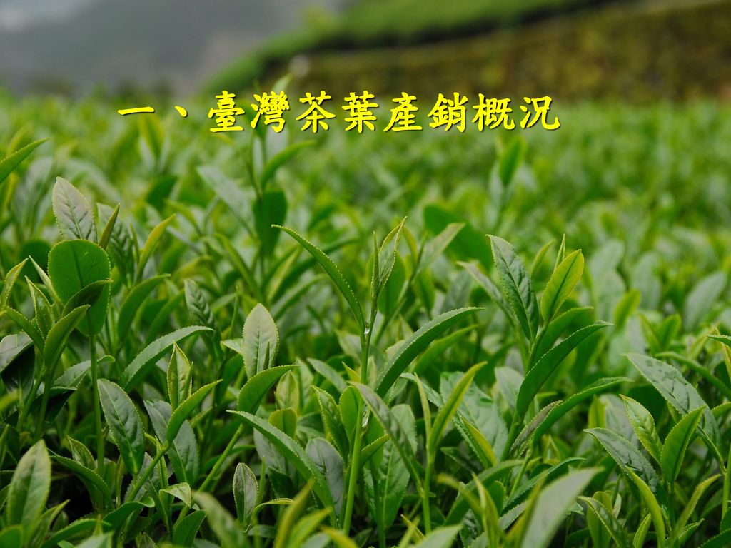 一、臺灣茶葉產銷概況