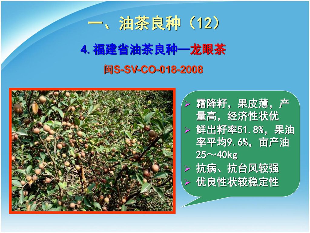 一、油茶良种（12） 4.福建省油茶良种—龙眼茶 闽S-SV-CO 霜降籽，果皮薄，产量高，经济性状优