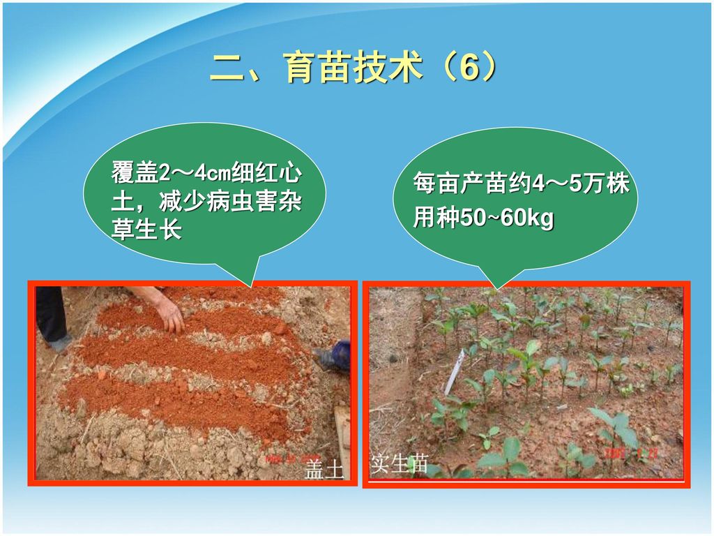 二、育苗技术（6） 覆盖2～4cm细红心土，减少病虫害杂草生长 每亩产苗约4～5万株 用种50~60kg