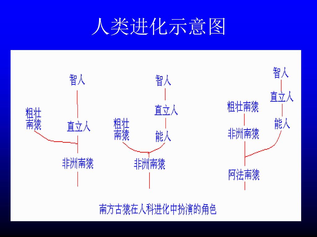 人类进化思维导图高清图片