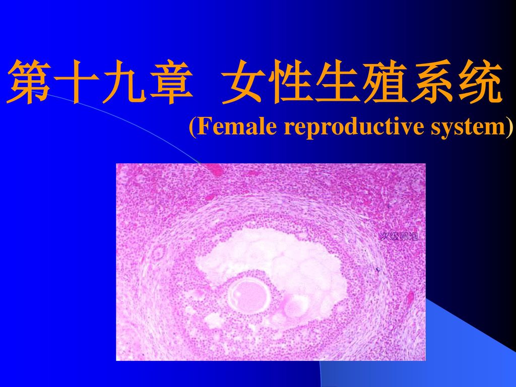 (Female reproductive system)