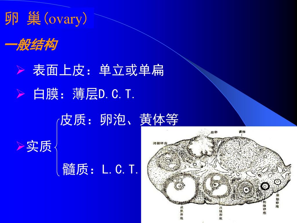 卵 巢(ovary) 一般结构 表面上皮：单立或单扁 白膜：薄层D.C.T. 皮质：卵泡、黄体等 实质 髓质：L.C.T.